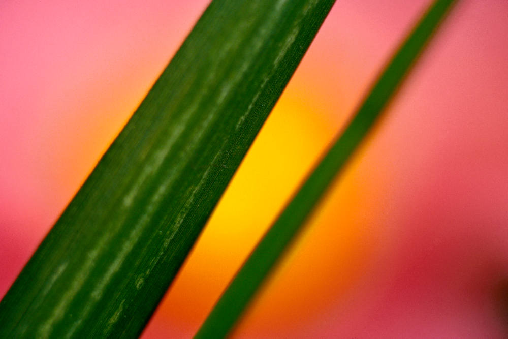 Desert Stalks Art